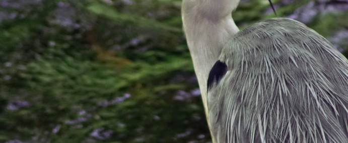 Heron_02_WAL_CC