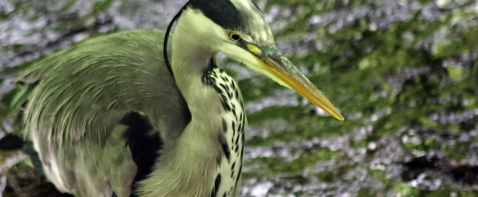 Heron_03_WAL_CC