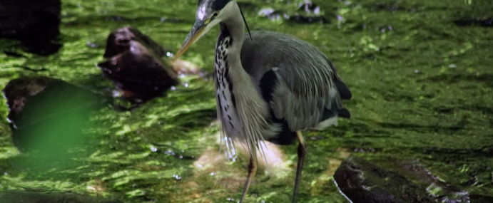 Heron_04_WAL_CC