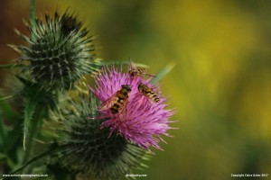 Hoverfly conference