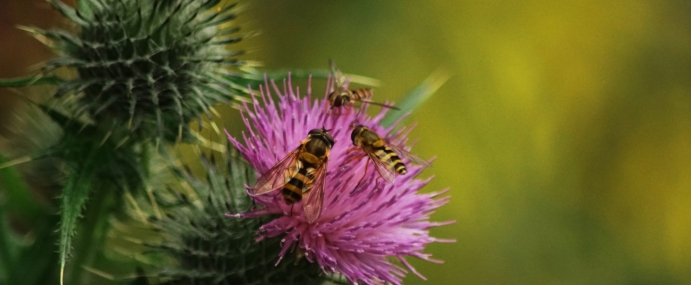 Hoverfly_02_WAL_CC