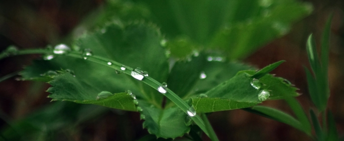 LeafDew_01_WAL_CC