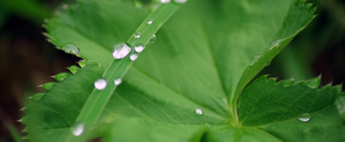 LeafDew_02_WAL_CC