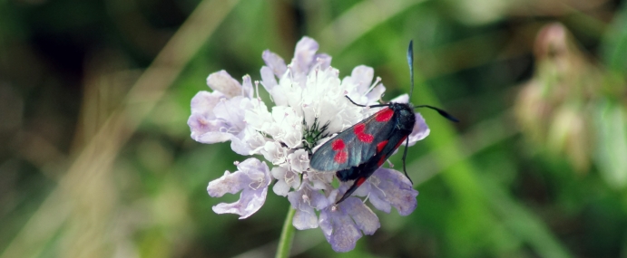 Moth_02_WAL_CC