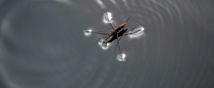PondSkater_01_WAL_CC