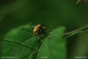 Winter weevil