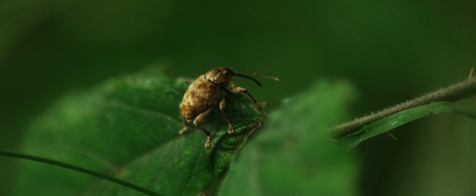 Weevil_01_WAL_CC