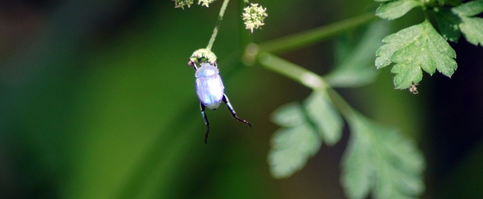 Beetle_06_SPA_CC