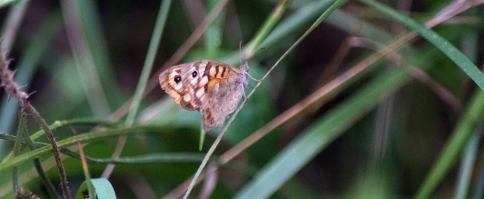Butterfly_37_SPA_CC