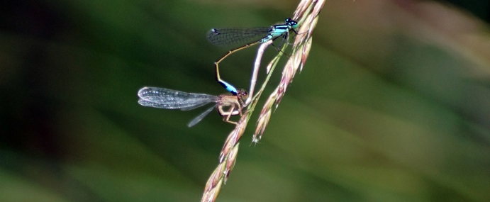 Damselfly_02_SPA_CC