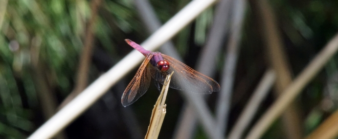 Dragonfly_01_SPA_CC