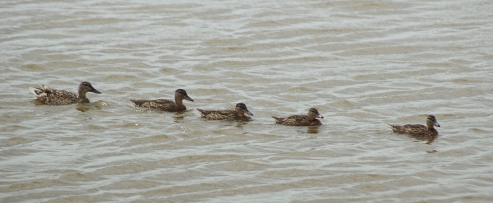 Ducks_05_SPA_CC
