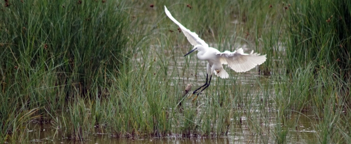 Egret_01_SPA_CC