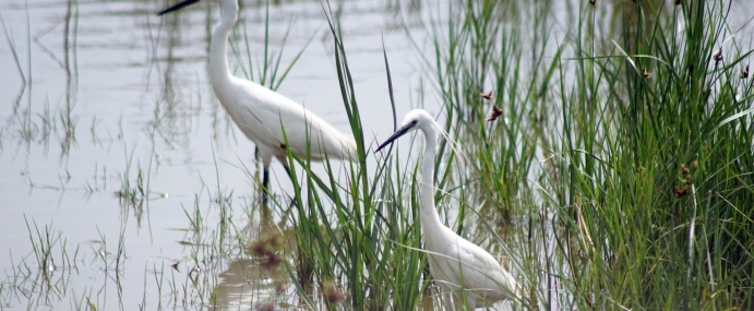 Egret_02_SPA_CC