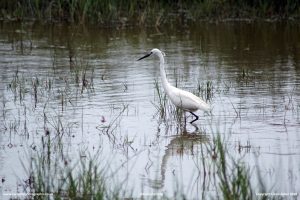 Egret on the prowl