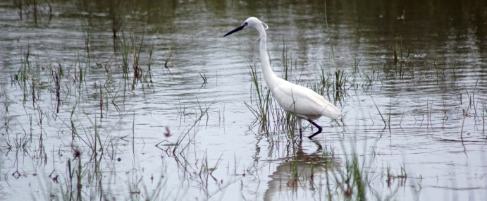 Egret_03_SPA_CC