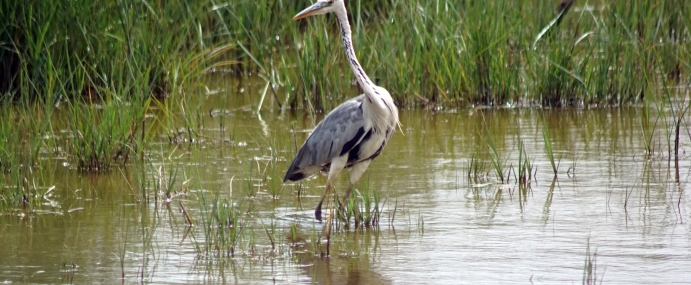 Heron_01_SPA_CC
