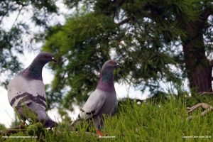 Pigeon conversation