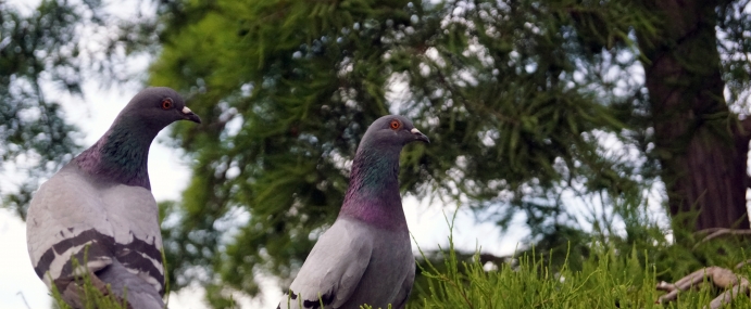 Pigeon_01_SPA_CC