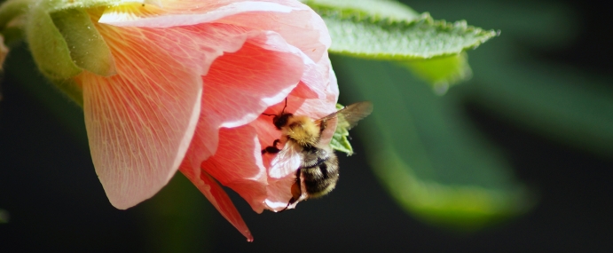 Bee_12_WGC_CC