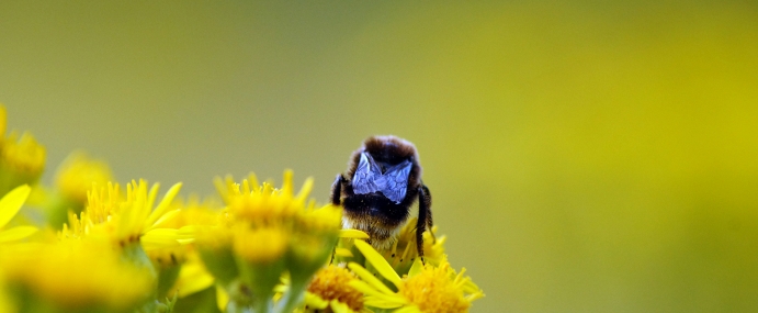 Bee_22_WGC_CC