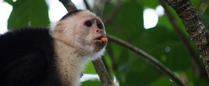 Capuchin_02_COS_CC