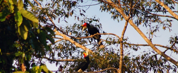 Hornbill_08_MAL_CC