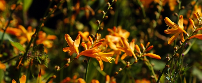 OrangeFlower_02_DEV_CC