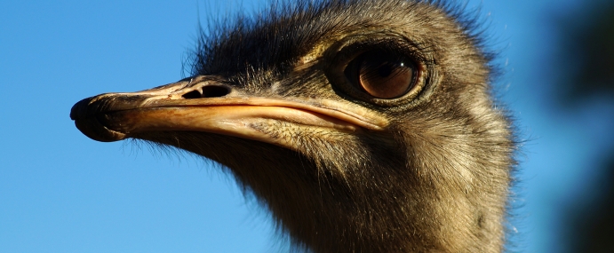 Ostrich_02_NZ_CC