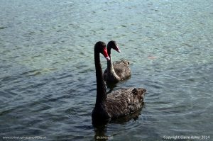 Swan_08_NZ_CC