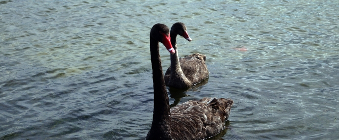 Swan_08_NZ_CC