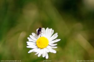 WhiteFlowerFly_01_BER_CC