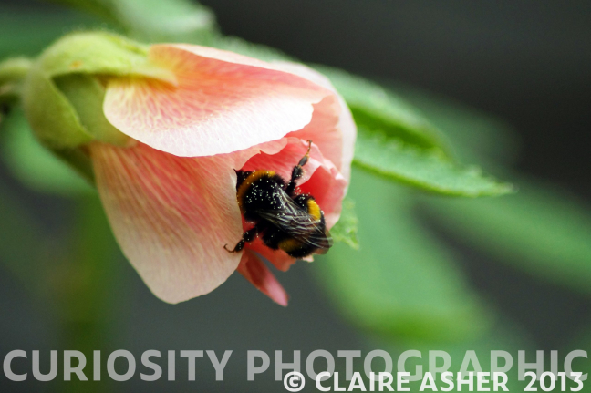 A photograph of a buff-tailed bumblebee taken in Welwyn Garden City, United Kingdom in 2013