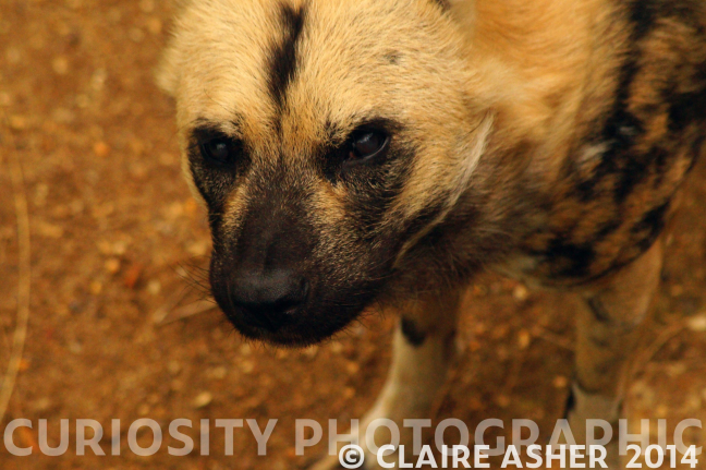 A photograph of a african wild dog taken in ZSL London Zoo, Captivity in 2014.